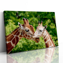Load image into Gallery viewer, Giraffes Close Up