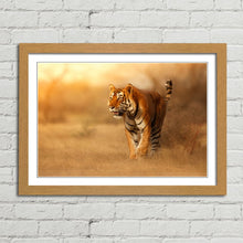 Load image into Gallery viewer, Male Tiger in India
