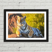 Load image into Gallery viewer, Tiger Big Cat Sitting