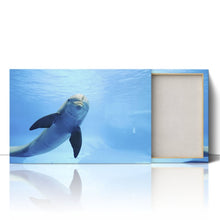 Load image into Gallery viewer, Cute Dolphin Staring