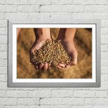 Load image into Gallery viewer, Hands Holding Rice Seeds India Harvest