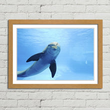 Load image into Gallery viewer, Cute Dolphin Staring