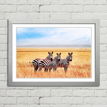 Load image into Gallery viewer, Zebras in Tanzania Savannah