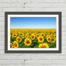 Load image into Gallery viewer, Yellow Sunflowers in Field