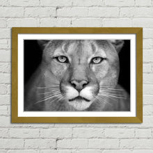 Load image into Gallery viewer, Puma Wild Cat