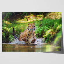 Load image into Gallery viewer, Siberian Tiger Running in Water