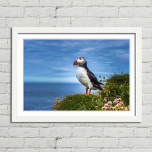 Load image into Gallery viewer, Puffin on Latrabjarg Cliffs