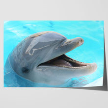 Load image into Gallery viewer, Dolphin Smiling Happy