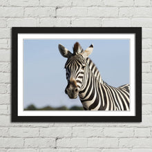 Load image into Gallery viewer, Zebra Safari in Africa