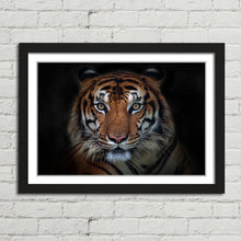 Load image into Gallery viewer, Sumatran Tiger Staring