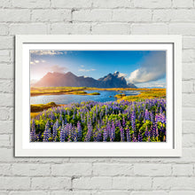Load image into Gallery viewer, Flowers in Bloom at Stokksnes Iceland