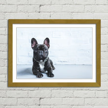 Load image into Gallery viewer, French Bulldog Puppy Cute Pet