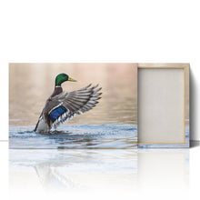 Load image into Gallery viewer, Mallard Duck in Water