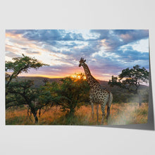 Load image into Gallery viewer, Giraffe on African Plains at Sunrise