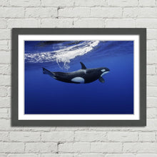 Load image into Gallery viewer, Killer Whale in the Pacific New Zealand