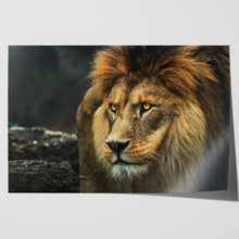 Load image into Gallery viewer, Lion Staring Portrait