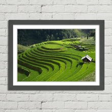 Load image into Gallery viewer, Rice Field Terrace Vietnam