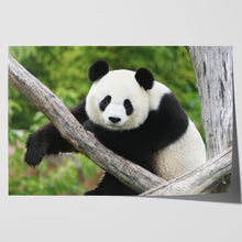 Load image into Gallery viewer, Giant Panda Bear China