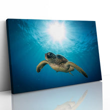 Load image into Gallery viewer, Green Sea Turtle on Maui Reef