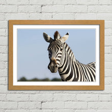 Load image into Gallery viewer, Zebra Safari in Africa