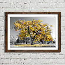 Load image into Gallery viewer, Large Tree with Yellow Leaves Central Park
