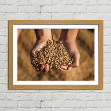 Load image into Gallery viewer, Hands Holding Rice Seeds India Harvest