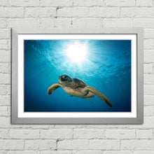 Load image into Gallery viewer, Green Sea Turtle on Maui Reef