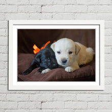 Load image into Gallery viewer, Cute Labrador Puppies Close Up
