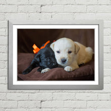 Load image into Gallery viewer, Cute Labrador Puppies Close Up
