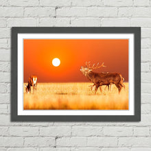 Load image into Gallery viewer, Red Deer Stag at Sunset
