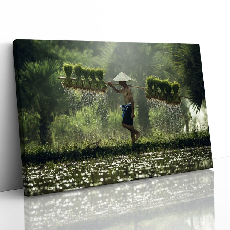 Rice Paddy Farmer Laos