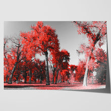 Load image into Gallery viewer, Red Trees in Central Park New York
