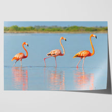 Load image into Gallery viewer, Flamingo in Rio Lagardos Mexico
