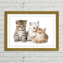 Load image into Gallery viewer, Three Kittens Cats Cute
