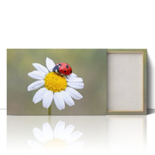 Load image into Gallery viewer, Ladybird on White Daisy Flower
