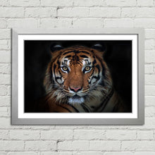 Load image into Gallery viewer, Sumatran Tiger Staring
