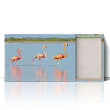 Load image into Gallery viewer, Flamingo in Rio Lagardos Mexico
