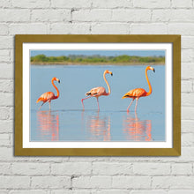 Load image into Gallery viewer, Flamingo in Rio Lagardos Mexico
