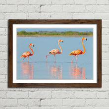 Load image into Gallery viewer, Flamingo in Rio Lagardos Mexico
