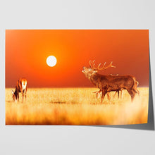 Load image into Gallery viewer, Red Deer Stag at Sunset
