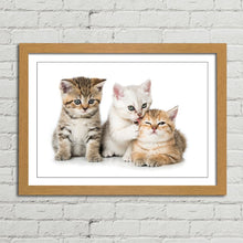 Load image into Gallery viewer, Three Kittens Cats Cute
