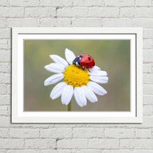 Load image into Gallery viewer, Ladybird on White Daisy Flower
