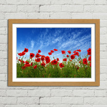 Load image into Gallery viewer, Red Poppies in Field
