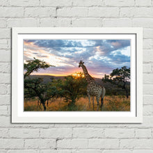 Load image into Gallery viewer, Giraffe on African Plains at Sunrise
