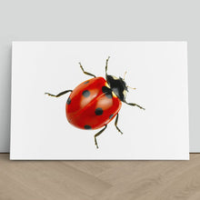 Load image into Gallery viewer, Ladybird Close Up Nature
