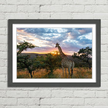 Load image into Gallery viewer, Giraffe on African Plains at Sunrise
