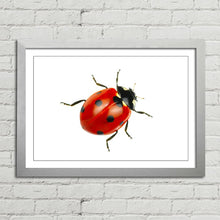 Load image into Gallery viewer, Ladybird Close Up Nature
