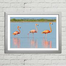 Load image into Gallery viewer, Flamingo in Rio Lagardos Mexico
