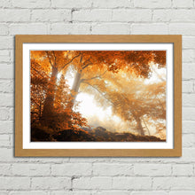 Load image into Gallery viewer, Sunlight through Autumn Trees Forest
