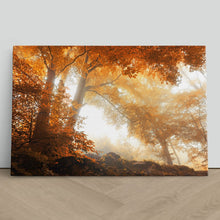 Load image into Gallery viewer, Sunlight through Autumn Trees Forest
